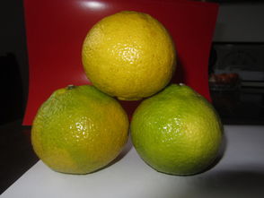 洪江市黔陽紅農(nóng)產(chǎn)品專業(yè)合作社 優(yōu)質(zhì)食用農(nóng)產(chǎn)品批發(fā)與供應(yīng)