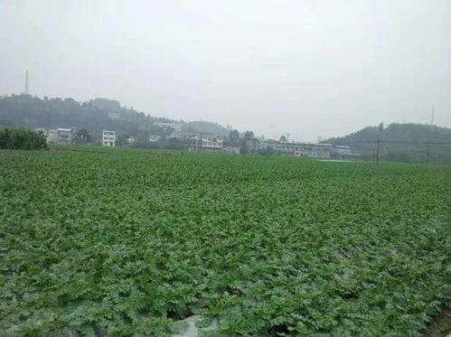 一棵蔬菜的旅程 直擊廣東蔬菜供應全鏈條，守護食用農產品批發安全